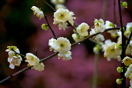 白色樱花花枝