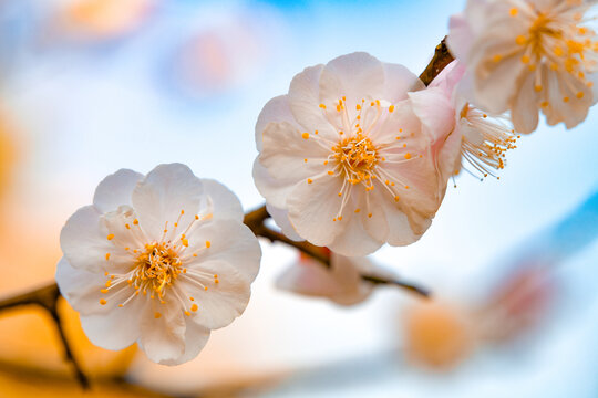 春天樱花特写