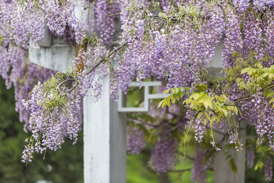 紫藤花开