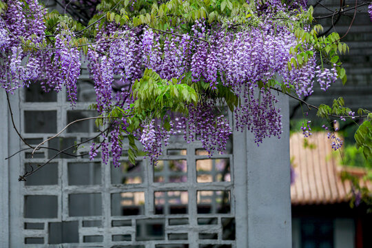 紫藤紫花