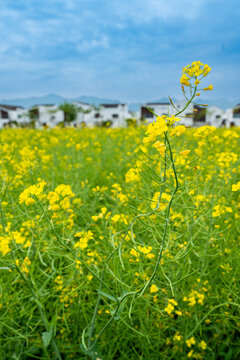 古镇油菜花