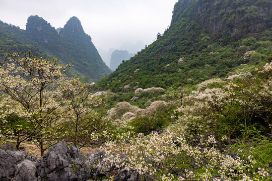 广西鹿寨四十八弄天然牧场桐油花