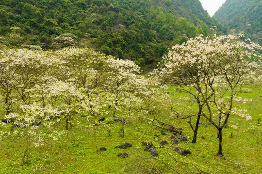 广西鹿寨四十八弄天然牧场桐油花