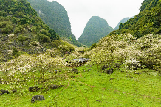 广西鹿寨四十八弄天然牧场桐油花