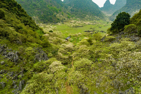 广西鹿寨四十八弄天然牧场桐油花