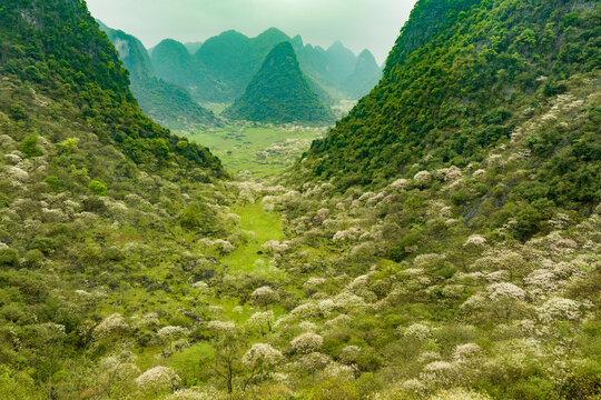 广西鹿寨四十八弄天然牧场桐油花