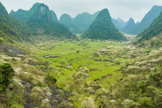 广西鹿寨四十八弄天然牧场桐油花