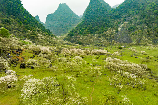 广西鹿寨四十八弄天然牧场桐油花