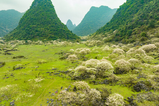 广西鹿寨四十八弄天然牧场桐油花