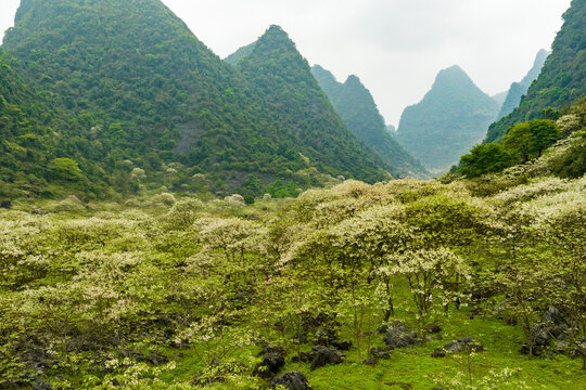 广西鹿寨四十八弄天然牧场桐油花