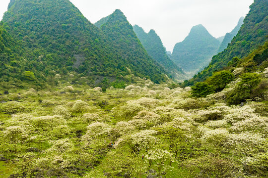 广西鹿寨四十八弄天然牧场桐油花