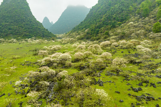 广西鹿寨四十八弄天然牧场桐油花