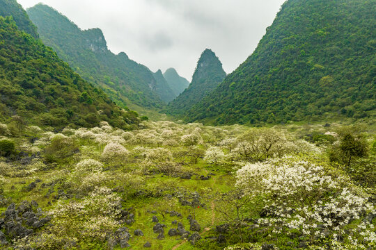 广西鹿寨四十八弄天然牧场桐油花