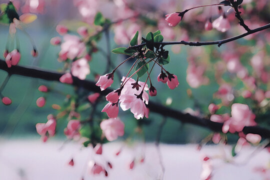 海棠花壁纸