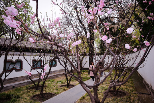 北京大观园栊翠庵桃花节