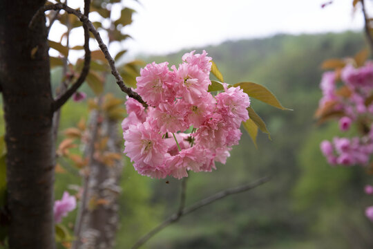 樱花