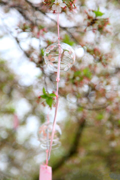 樱花风铃