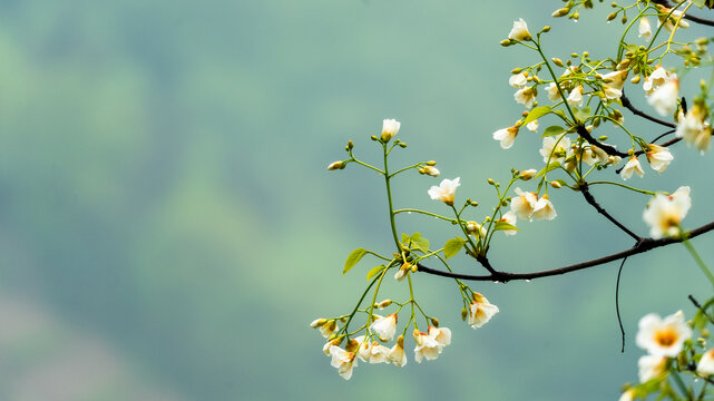 油桐花