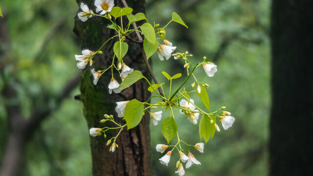 油桐花