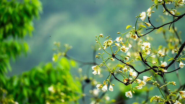 油桐花