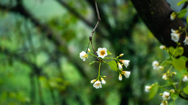 油桐花