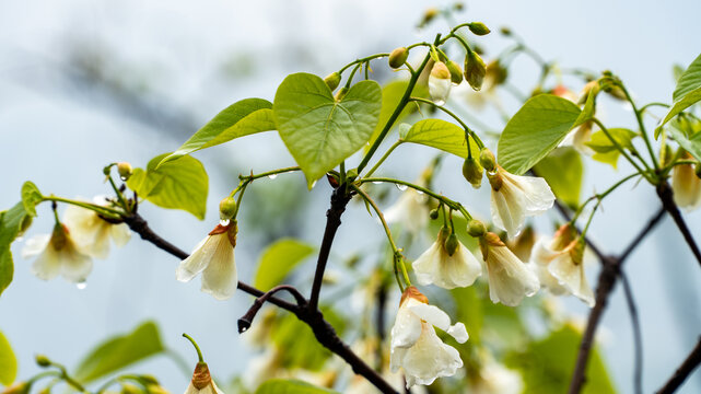 油桐花