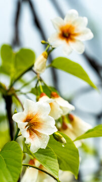 油桐花