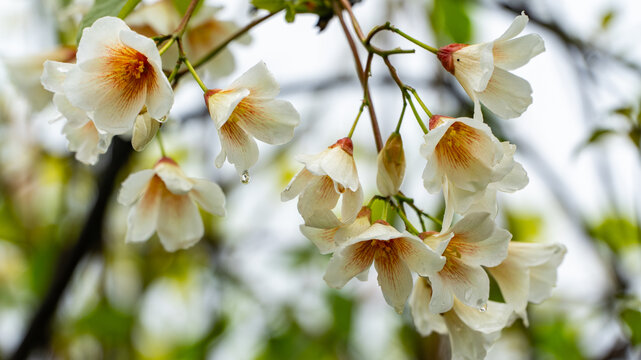 油桐花