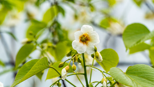 油桐花