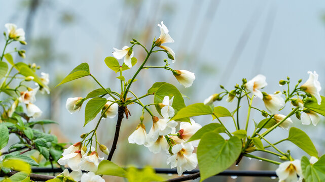 油桐花