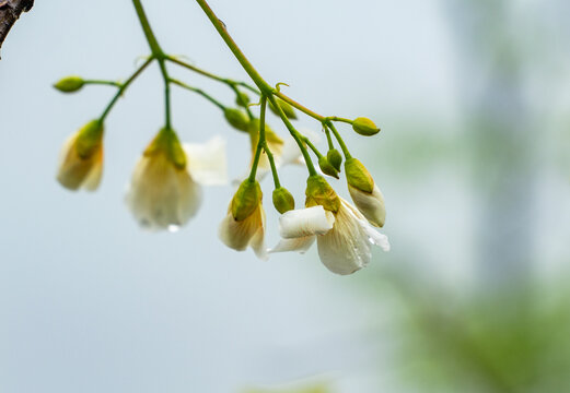 油桐花