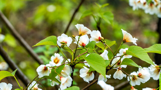 油桐花