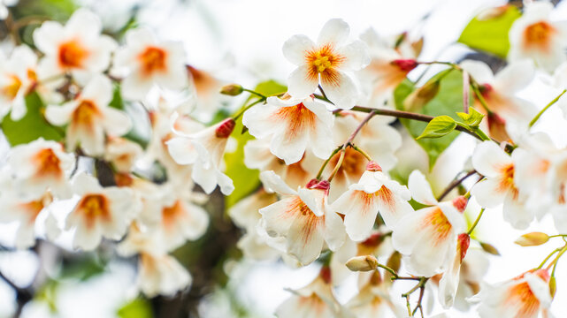 油桐花