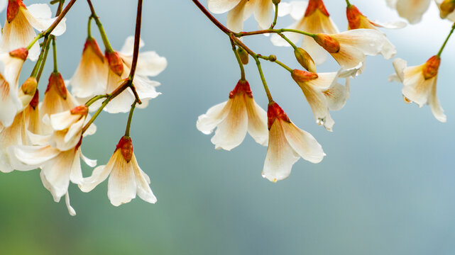 油桐花