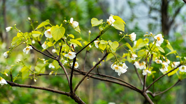 油桐花