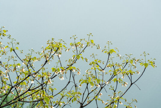 油桐花