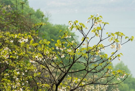 油桐花