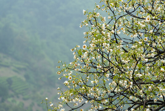 油桐花