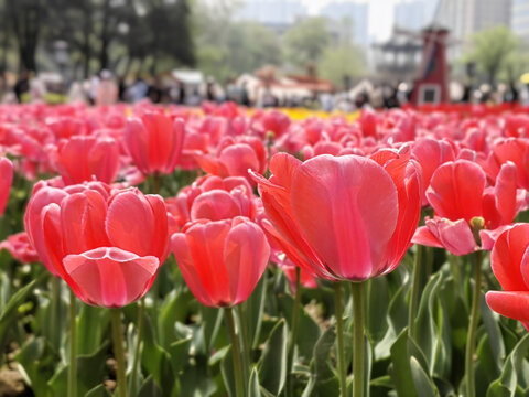 红色郁金香花海