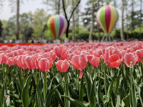 郁金香花园