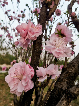 桃花