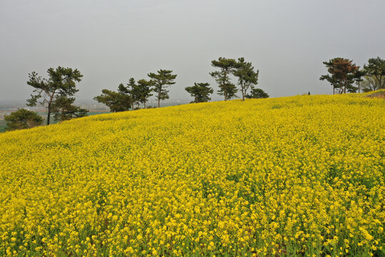 航拍油菜花田麦田