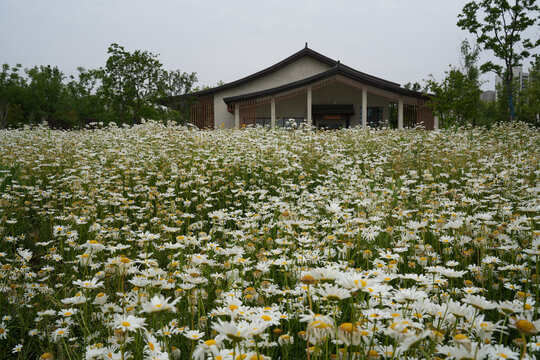 徐州桃花源湿地公园