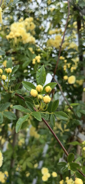 木香花花苞