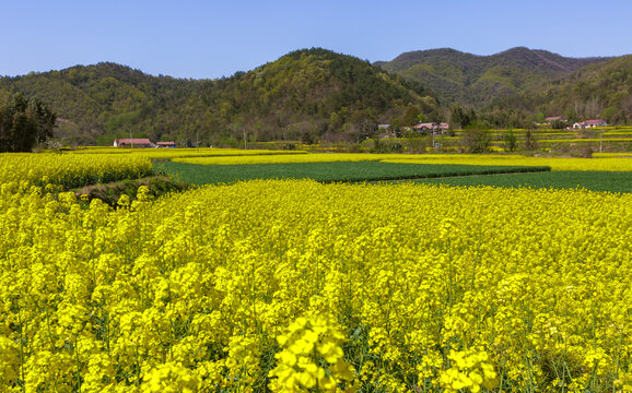 田园风光