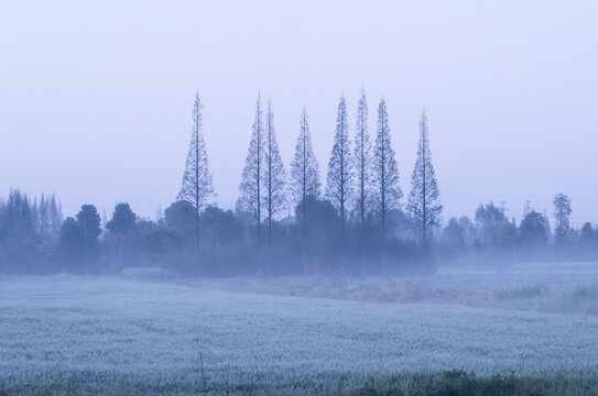 树的风景