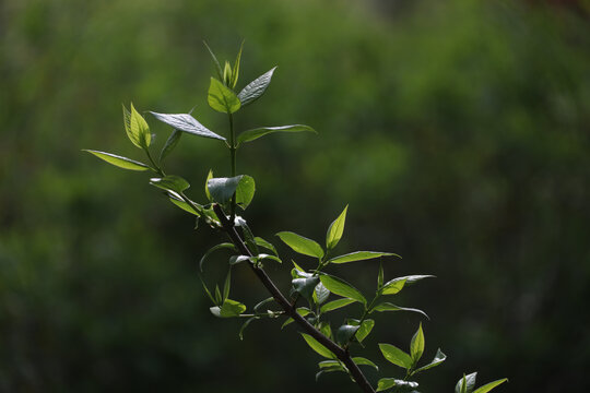 枝条初春嫩芽