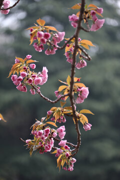 樱花