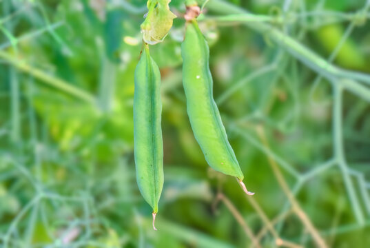 豌豆荚