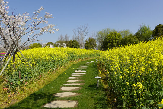 油菜花田油菜花海